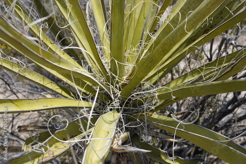 Close up of green palm leaves on the treetop of a Mojave yucca (Yucca schidigera) blooming in Joshua Tree National Park, California
