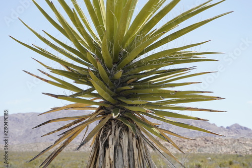Close up of the treetop of a Mojave yucca tree (Yucca schidigera) blooming in the Mojave Desert in Joshua Tree National Park, California