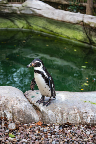 Humboldt Penguin on a Rock
