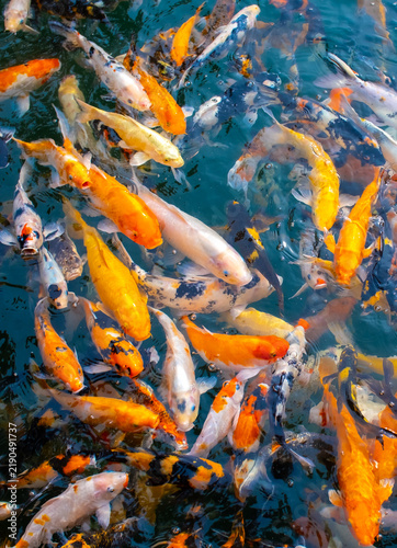 There are many colorful Japanese carp fish swimming in the water. Fish farm. The pond is teeming with a school of large fish.