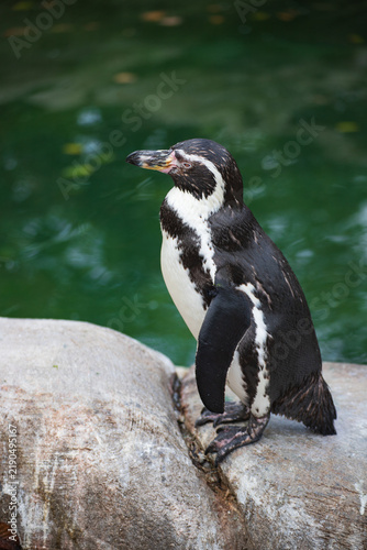 Humboldt Penguin Standing on a Rock by the Water