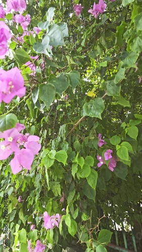 Blooming tropical shrub with pink flowers swaying in the wind. Bougainvillea. Slow-motion.