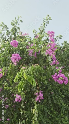 Blooming tropical shrub with pink flowers swaying in the wind. Bougainvillea. Slow-motion.