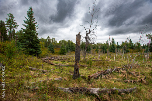 Wetland in the Saskatchewan forest