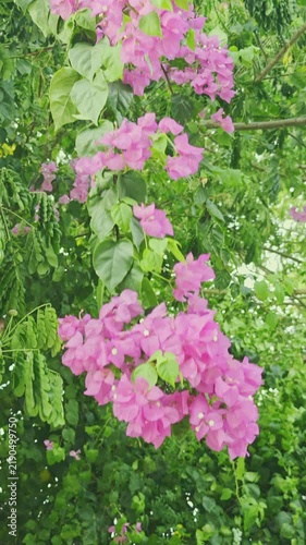 Blooming tropical shrub with pink flowers swaying in the wind. Bougainvillea. Slow-motion.