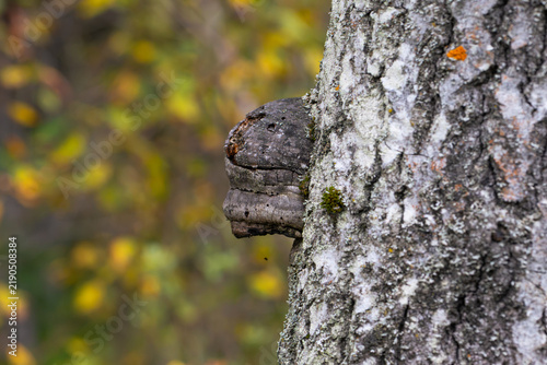 Obraz na płótnie Mushroom growing on a tree in the forest