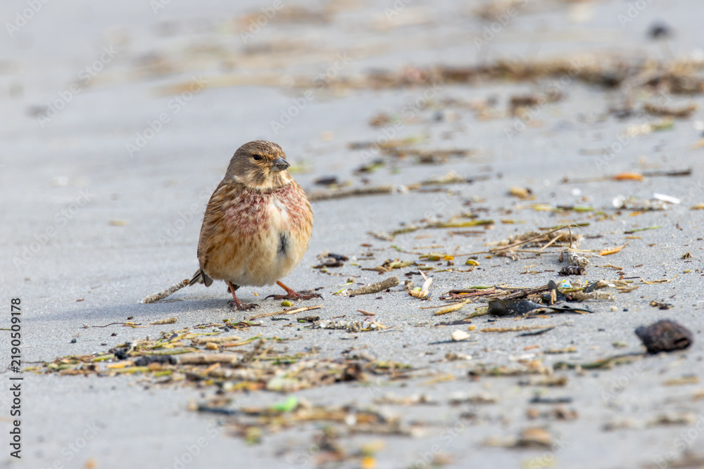 Fototapeta premium Male common linnet standing on a sandy beach