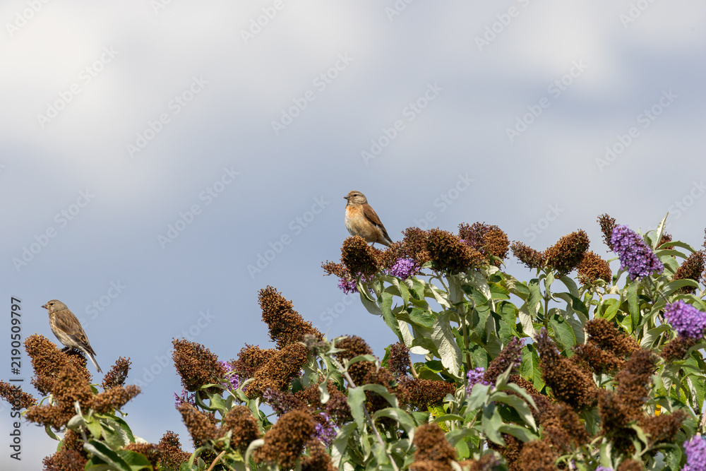 Obraz premium Two common linnets perched on buddleia
