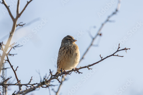 Photography Common linnet perched on a bare branch