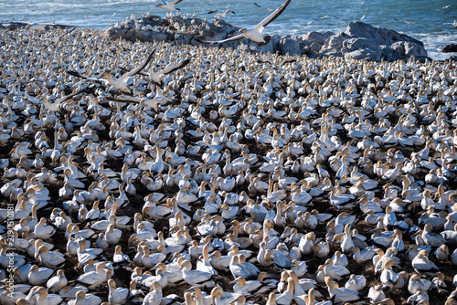 An elevated view of the Cape Gannet breeding colony on giving a perspective as to the extent of the colony.