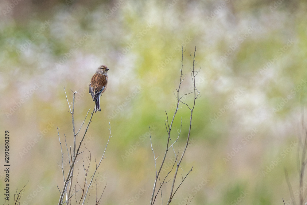 Fototapeta premium Male common linnet perched on a bare twig