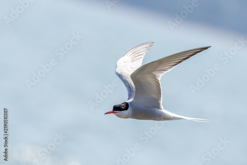 Photography Adult common tern with raised wings