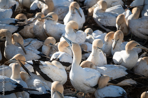 Foto Closeup view of a small section of the Cape Gannet nesting colony with the birds
