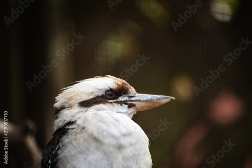 Close-Up Portrait of a Laughing Kookaburra Face