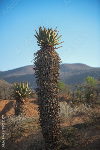 Картината върху платно A tall bitter aloe plant with a thick trunk covered in dried leaves stands vertically in a semi arid landscape with another smaller aloe and rugged hills under a clear blue sky