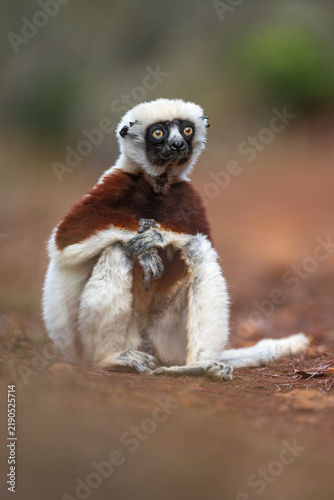 Konstfotografi Low angle portrait of a coquerel's sifaka sitting on the ground with hands folde