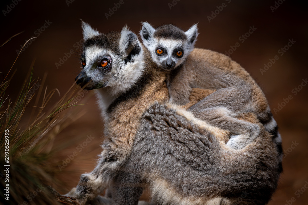 Obraz premium Low angle close-up portrait of a ring-tailed lemur mother and baby sitting on a path with the baby on the back of the mother looking straight ahead against dark moody background at Madagascar