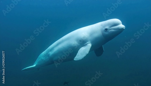 White beluga whale swimming in profile, detailed marine mammal anatomy and ocean wildlife