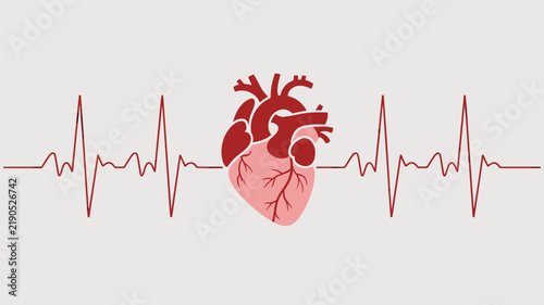 Human heart anatomy with red ekg pulse line on a light gray background, organ medical