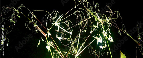 Canvas Print A scene of viewing flowers at night, where the blossoms appear to be glowing