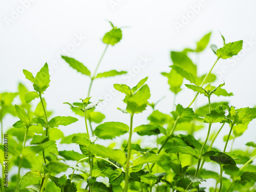 鉢植えのスペアミントの葉