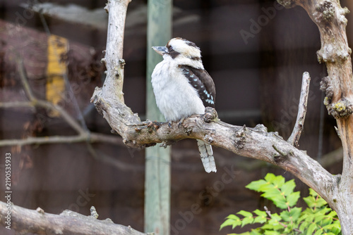 Laughing Kookaburra Looking to the Side While Perched on a Branch