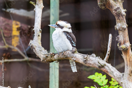 Laughing Kookaburra Perched on a Branch in Its Zoo Enclosure