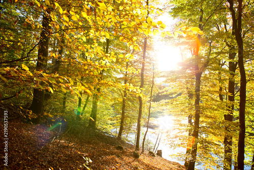 Autumn forest with bright sun shining through the trees.