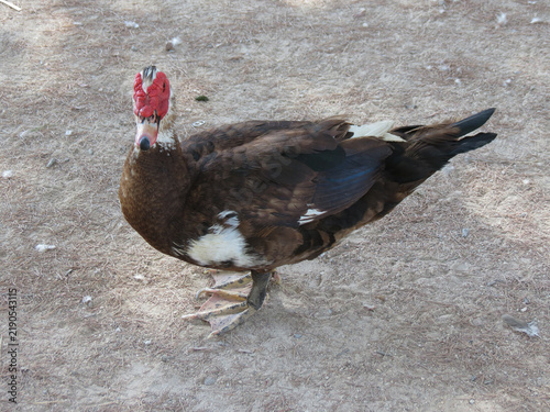 Cuadro en lienzo muscovy duck bird animal scient. name Cairina moschata Linnaeus,