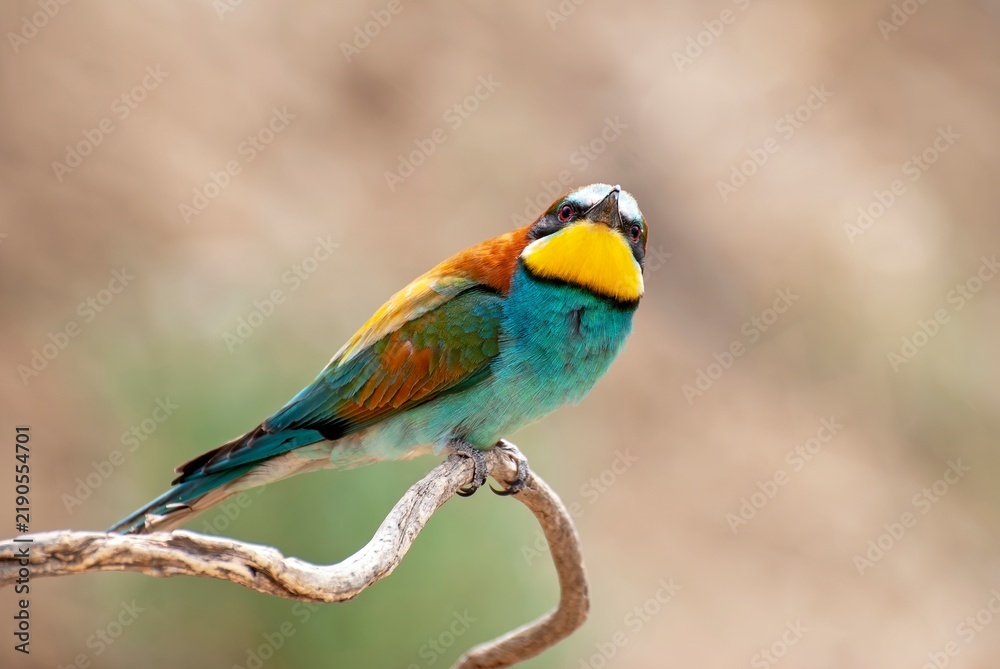 Obraz premium European Bee Eater