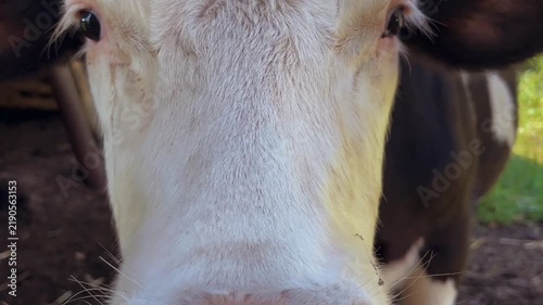 Cow (Bos taurus). Close-up of the curious face of a black and white cow looking directly into the lens