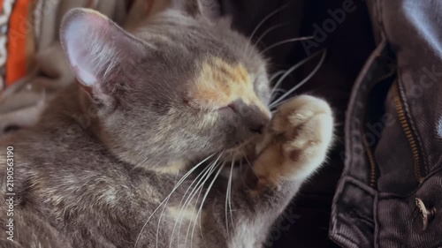 Cat (Felis catus). Close-up of a fluffy calico cat thoroughly washing its paw and face