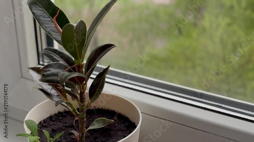 Rubber ficus (Ficus elastica). Young houseplant ficus in a white pot on a windowsill near the window