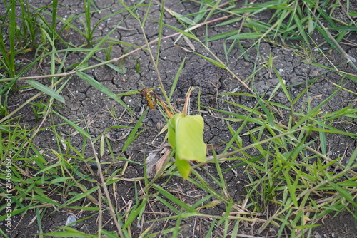 Small young banana plant emerging from dry soil among wild grass in an outdoor garden.