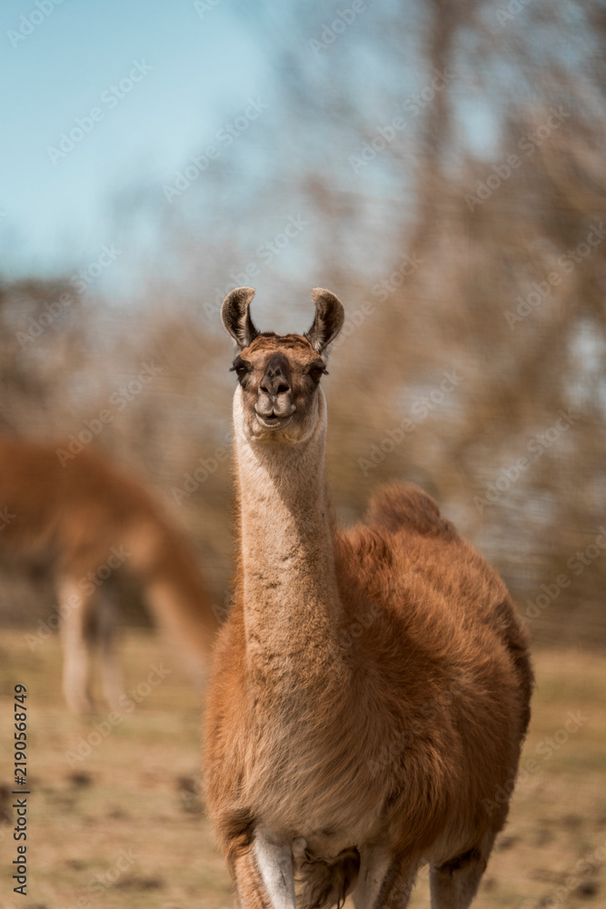 Obraz premium Close-up portrait of a brown llama standing in a sunlit pasture with shallow depth of field and blurred trees in the background