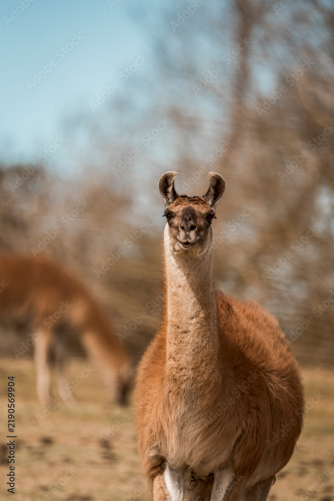 Obraz premium Curious brown llama standing in sunlit pasture with grazing companion and soft-focus trees in the background