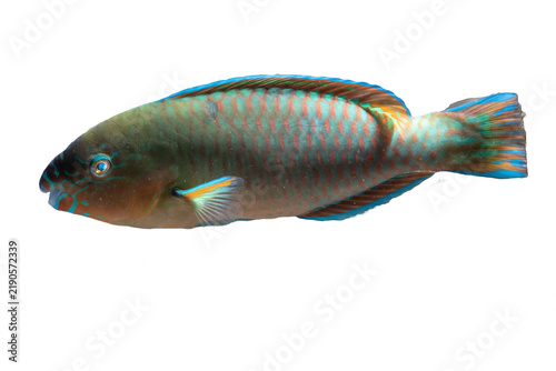 a Parrot fish (Scarus frenatus ) Isolated on clear background
