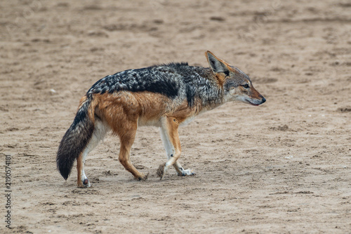 Obraz w ramie Black-backed Jackal in Namibia