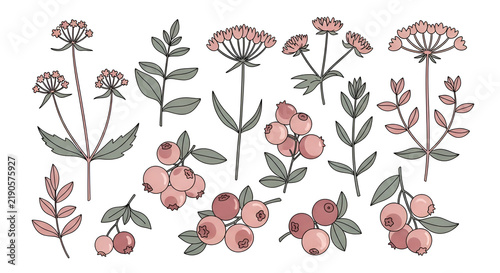 Botanical collection of wild berries flowers branches and leaves hand drawn floral elements isolated on white background