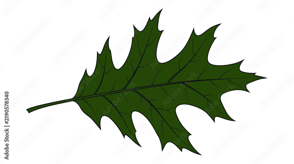 Fototapeta premium Green Oak Leaf Isolated on Transparent Background