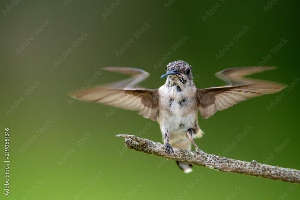 Obraz premium A hummingbird balances on a thin, lichen-covered branch with its wings fully extended in a symmetrical spread, captured against a smooth, softly blurred green background.