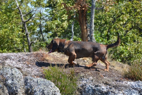 Alpine dachsbracke hunting dog in blooming heather meadow