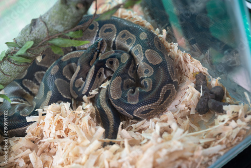 Bild auf Leinwand Close-up of a patterned ball python snake coiled quietly on light wood shaving substrate