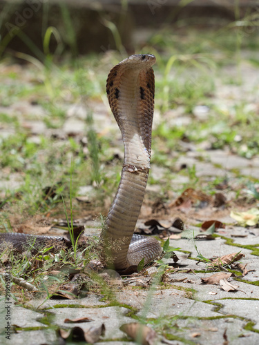 Fotografie Naja kaouthia or monocled cobra deadly serpent living on a dry leaf in the fores