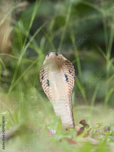Cuadro en lienzo Naja kaouthia or monocled cobra deadly serpent living on a dry leaf in the fores