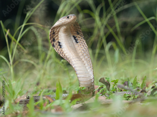 Konstfotografi Naja kaouthia or monocled cobra deadly serpent living on a dry leaf in the fores