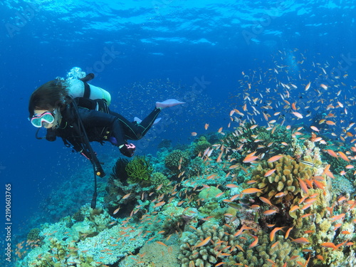 Cuadro en lienzo 熱帯魚の群れとサンゴ礁を眺めるダイバー 西表島