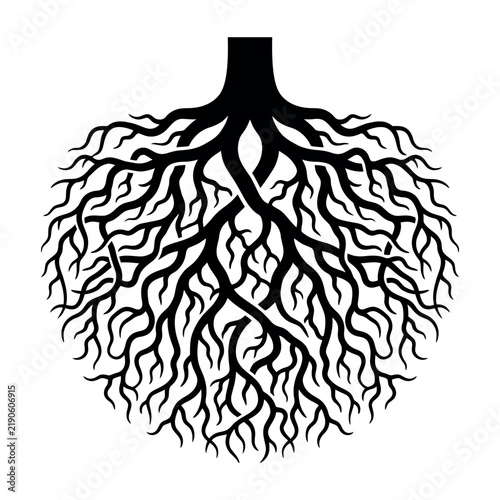 Intricate black and white tree roots forming a circular pattern.