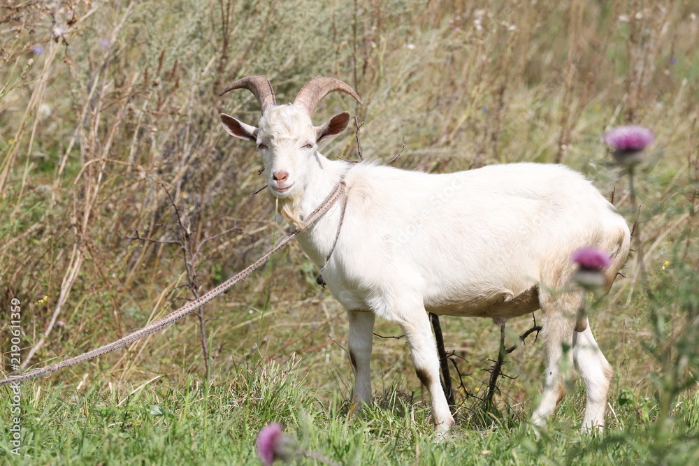 Obraz premium White bearded goat tethered while grazing on a green meadow