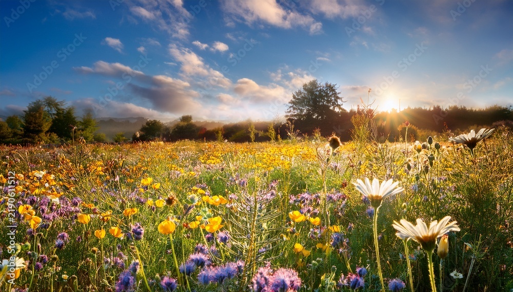 Fototapeta premium A Field Of Wildflowers Left To Grow Wild Providing Habitat For Pollinators And Other Wildlife